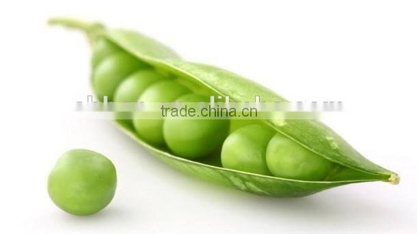 Pea Protein Food/Petfood/Feed Grade