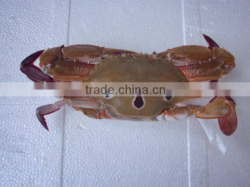 wholesale high quality frozen three spotted crab