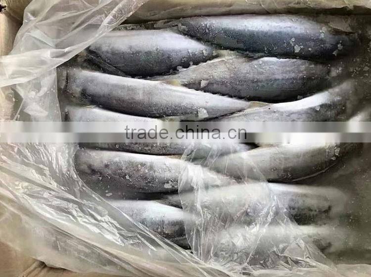 spanish mackerel fresh king fish frozen seer fish