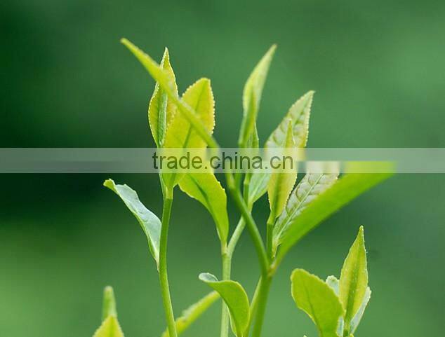 Instant tea powder matcha green tea powder food-grade matcha powder