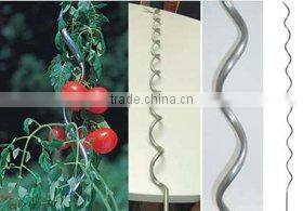 Green Spiral Tomato Plant Stakes