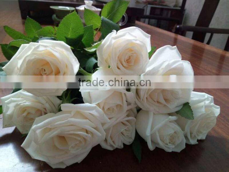Natural Fresh Cut White Rose Flower Mother's Day Gift Processing Type Export From Yunnan