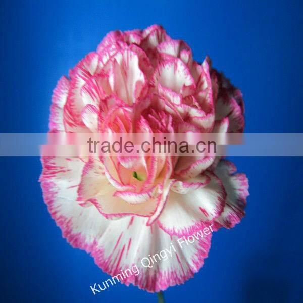 Mother's Day use Fresh cut flowers carnation