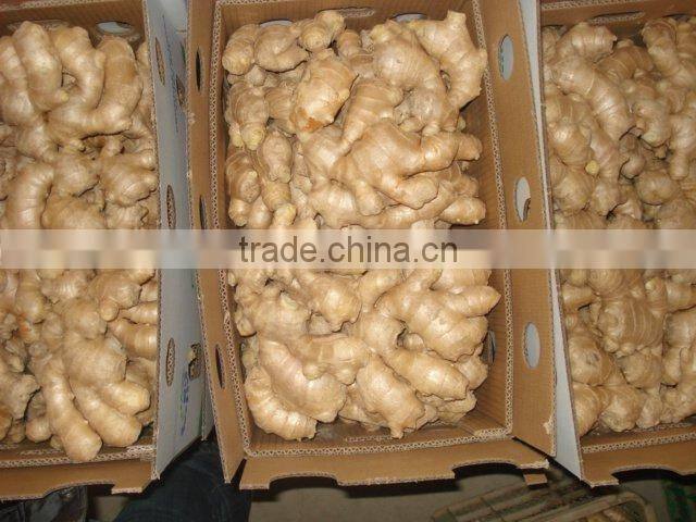 Chinese fresh air dried ginger