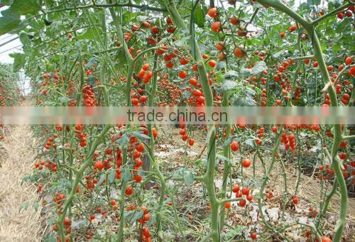 high resistance high yield hybrid F1 cherry tomato seeds