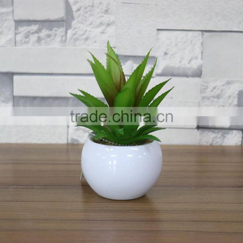 White potted mini succulent plants bonsai