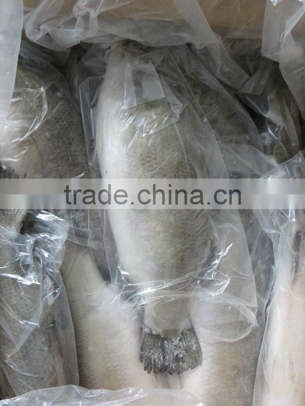 frozen food Asian Sea Bass