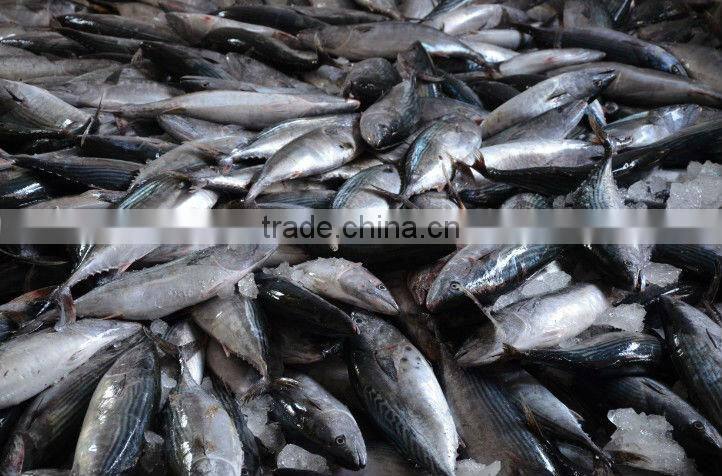 Types of pacific tuna fish(kmw4010)
