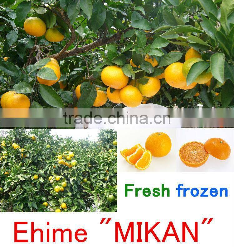 Sweet and Hot-selling Mandarin Orange Frozen Ehime Mikan with Nutritious made in Japan