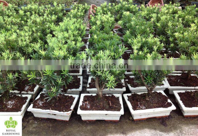 Indoor Bonsai Podocarpus Macrophyllus for Decoration ball shape