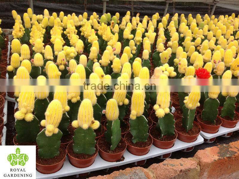 Cacti in 5.5cm pot in nursery