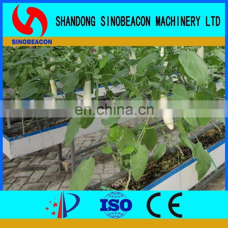 Chinese Aubergine Hydroponics Growing Systems In Greenhouse