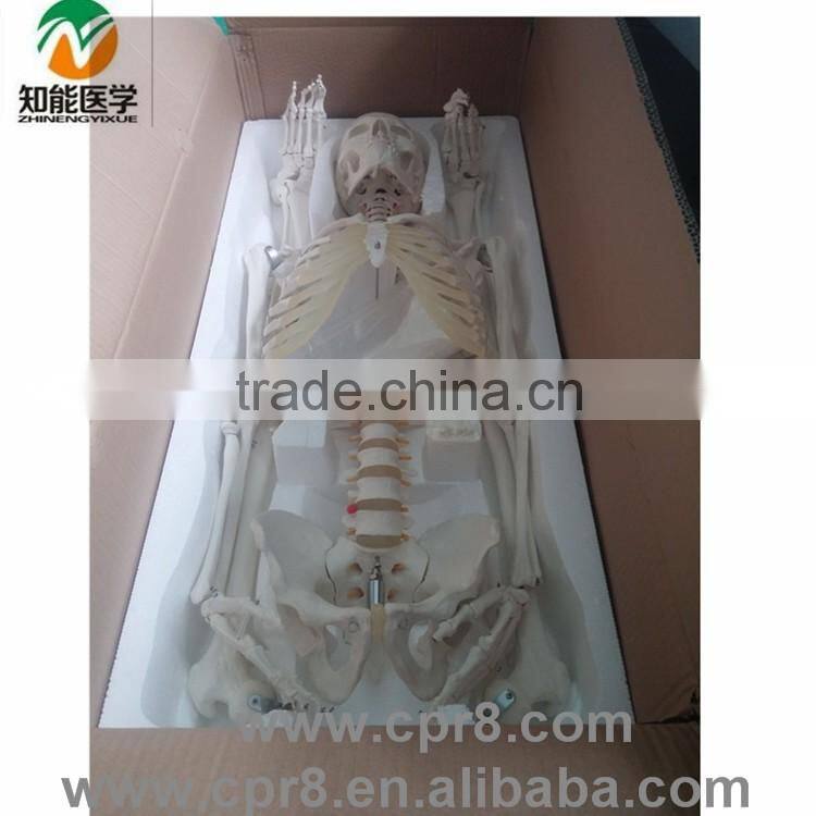 180cm Medical Human Anatomical Skeleton Model