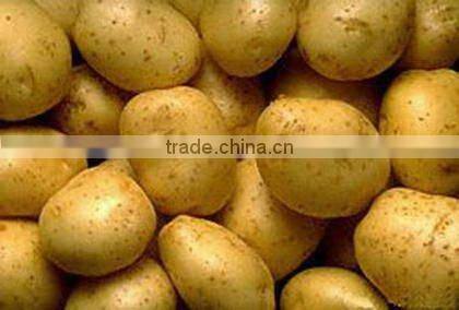chinese fresh potatoes