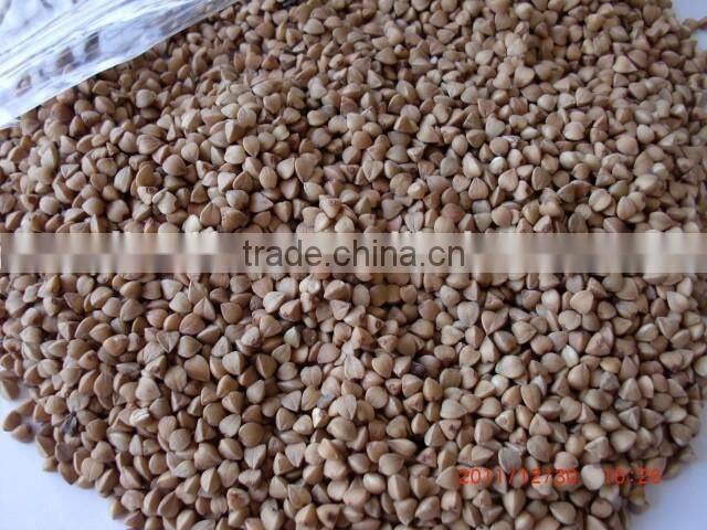 Chinese Roasted Buckwheat Kernel for georgia wholesale