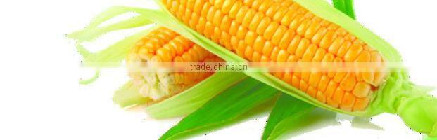 2015 new Crops IQF frozen whole sweet corn kernels