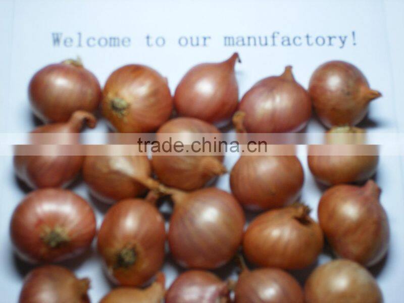 2016 Crop Red Onion Shallot