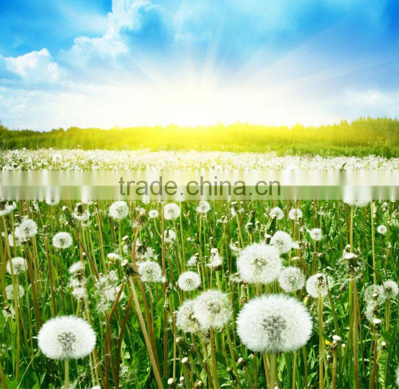 Dandelion Extract, Taraxacum Officinale Extract, Flavone