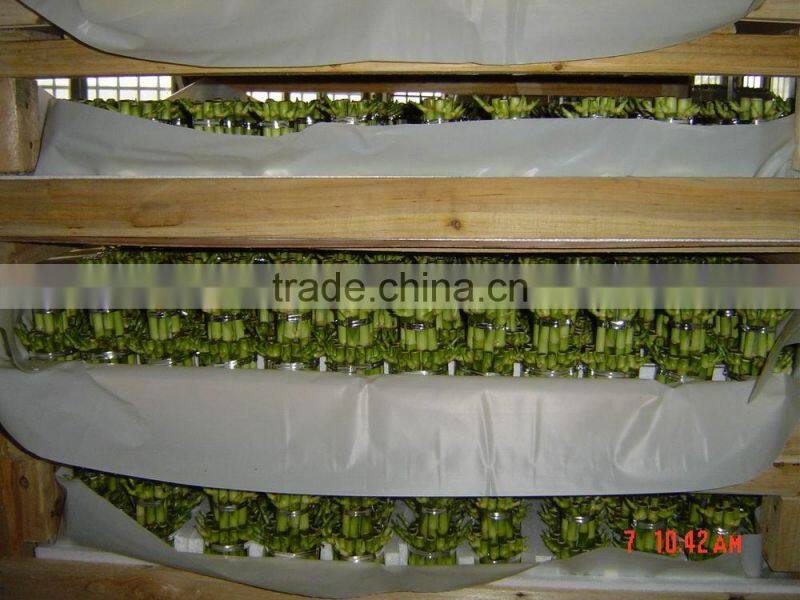 Dracaena Sansderiana-S3