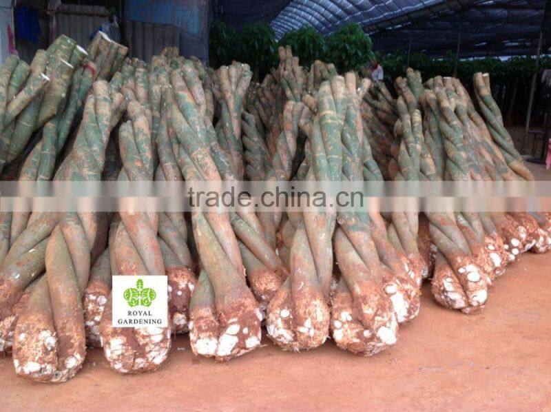 Pachira aquatica ( Pachira macrocarpa ) 60cm