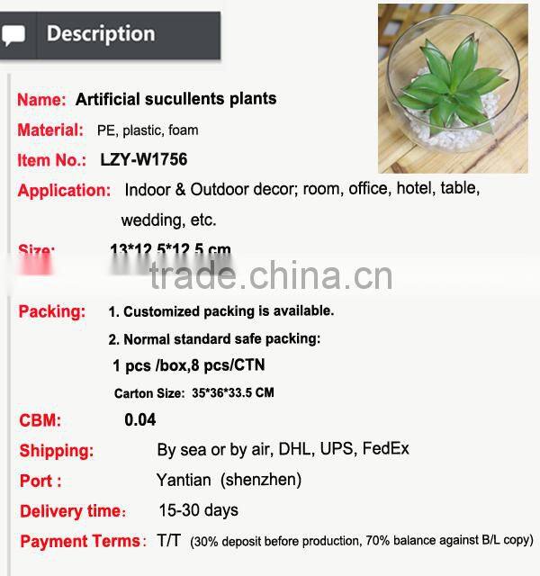 Mini succulent plants bonsai high quality succullent plants