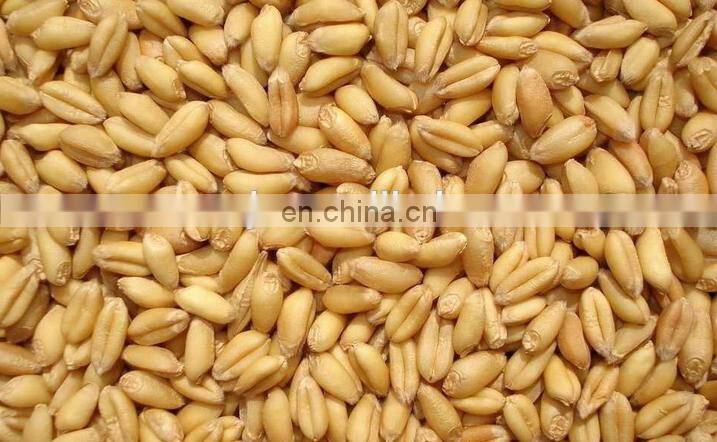 Maize grading machine / Corn cleaner / Cumin seed cleaning machine