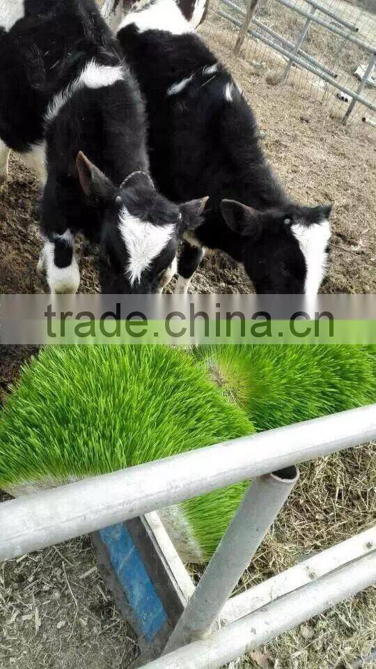 500kg animal fodder hydroponics