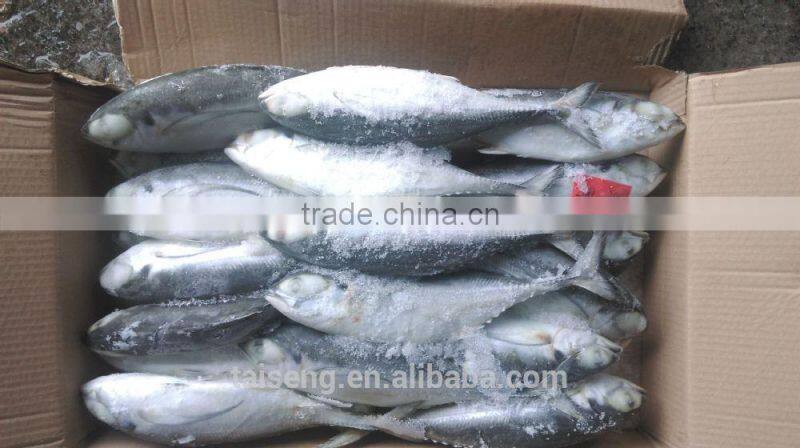Whole Frozen hardtail fish for sale /frozen horse mackerel for thailand market