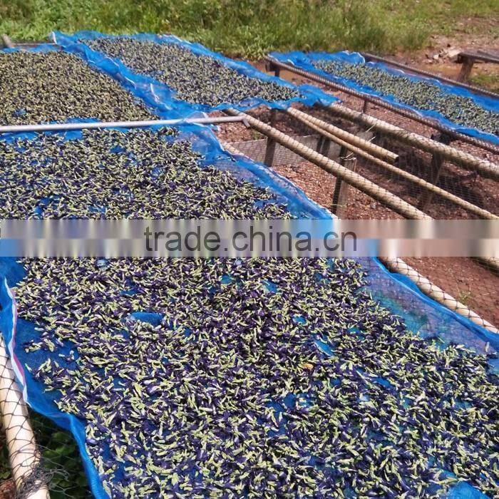 Dried Thai herbal medicine Butterfly Pea