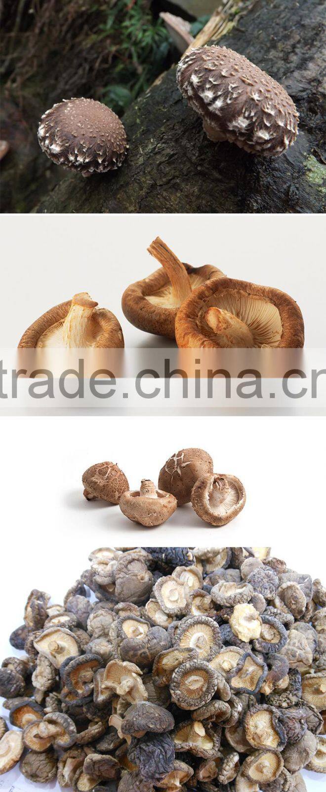 Vacuum Packed Mushroom Shiitake Mushrooms with top quality