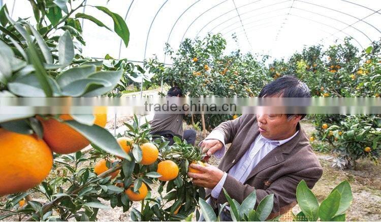 Single span PE film Greenhouse film for Orange growing