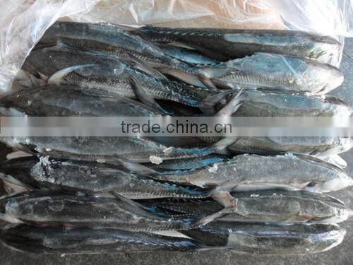 frozen hard tail scad 60/80 per carton from China