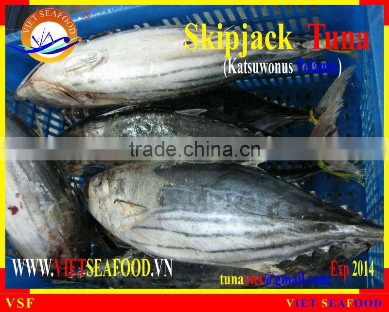 W/R FROZEN SKIPJACK TUNA