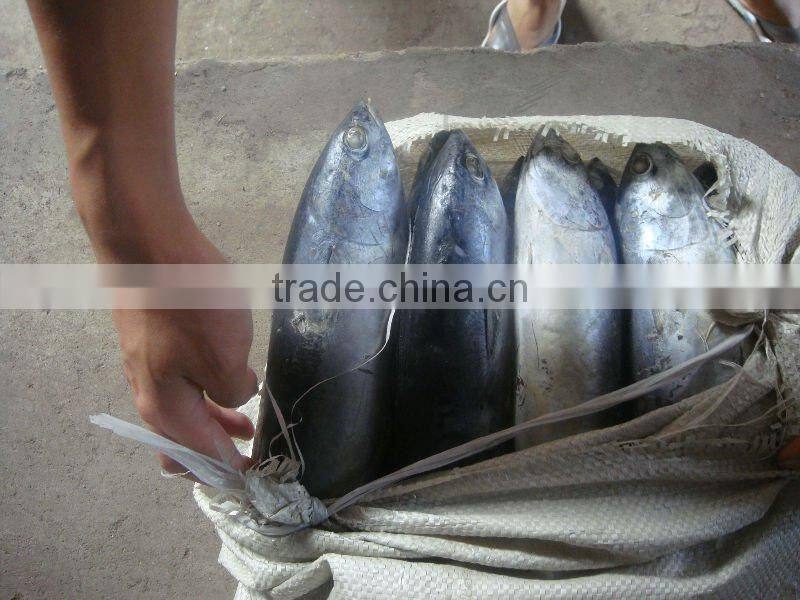 frozen mackerel ( 300-500g)