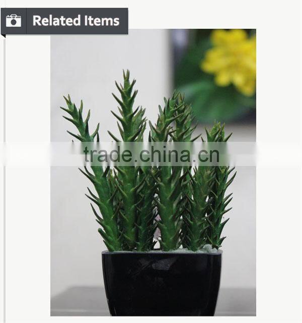 Eco-friendly high quality potted succulent plants bonsai cactus mini succulent