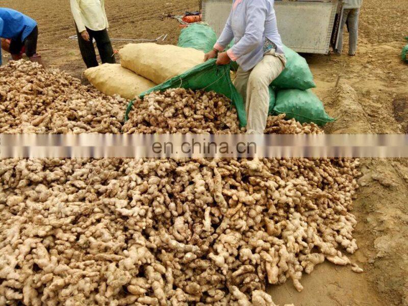 Fresh Ginger from Vietnam