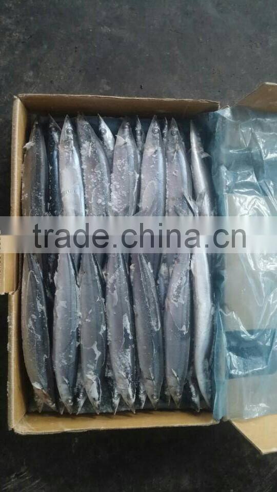 2015 seafrozen pacific saury whole round 0#:140g+