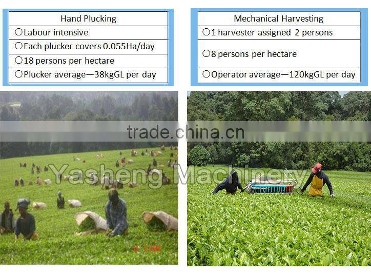 Hot Sale Tea Leaf Harvesting Machinery for Sale
