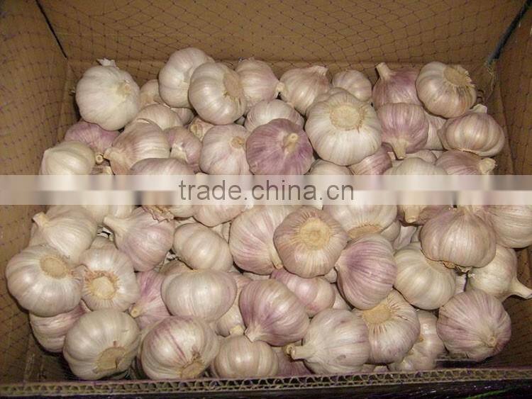 China Red Garlic Price Store Garlic