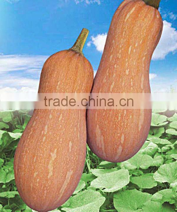 NPU01 Kuaidian Good quality wholesale pumpkin seeds price , buy pumpkin seeds