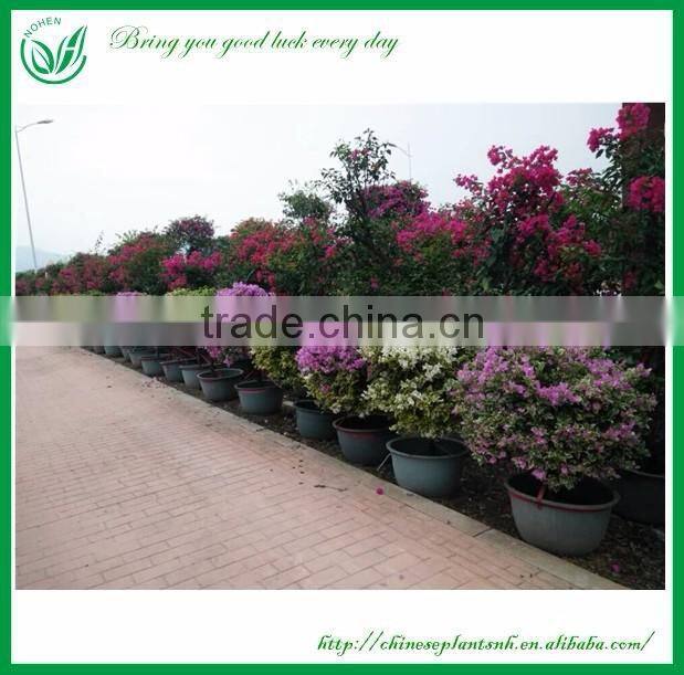 Colorful Bougainvillea Bonsai Living Tree Sales