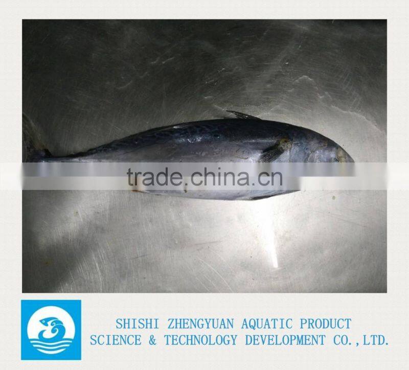 700-1000g Frozen Bonito Frozen Tuna Fish