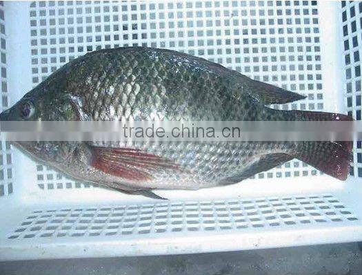 Frozen Tilapia Fish whole round GS