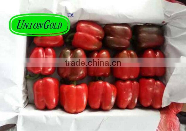 fresh bell pepper,red,yellow,green bell pepper