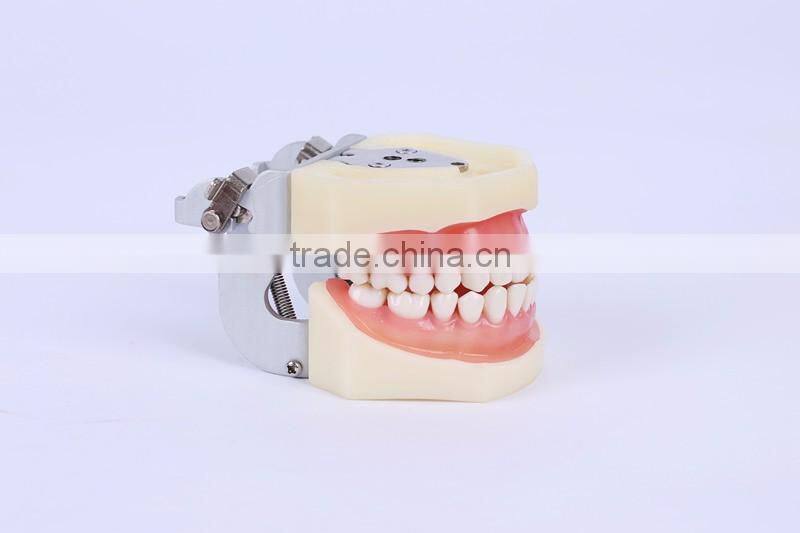New Design Wholesale dental teaching model Standard Tooth Model of White Alundum Dentition Model