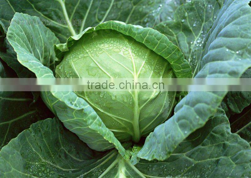 new fresh Brassica oleracea from china