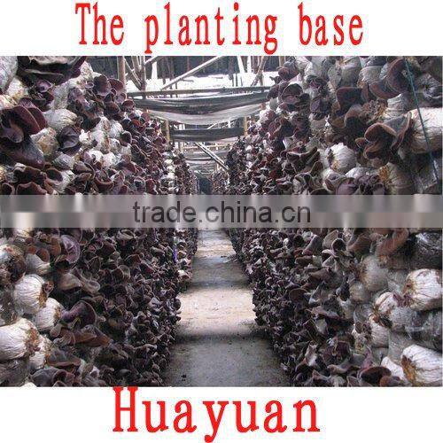 White at the back of the black fungus