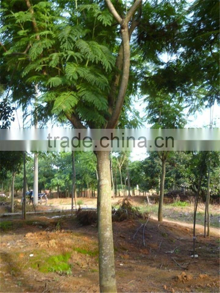 Jacaranda mimosifolia