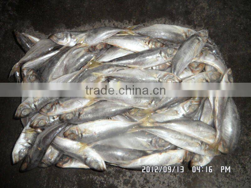 70-90g big eyes frozen horse mackerel