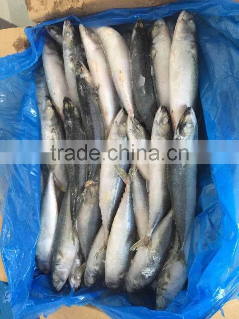 landfrozen mackerel 200-300g
